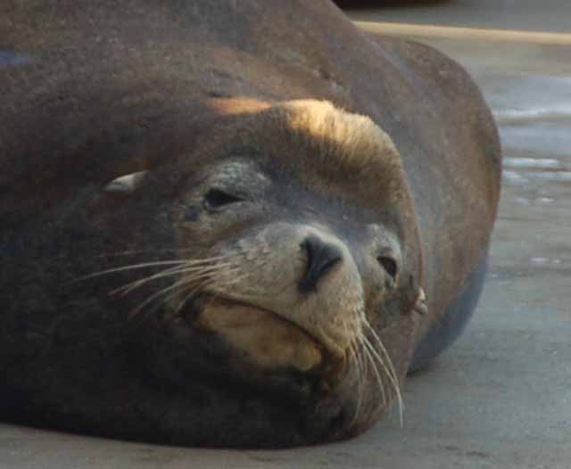 sea lions
